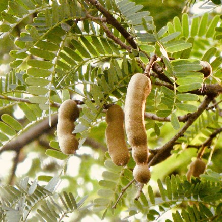 Actif naturel Tamarin